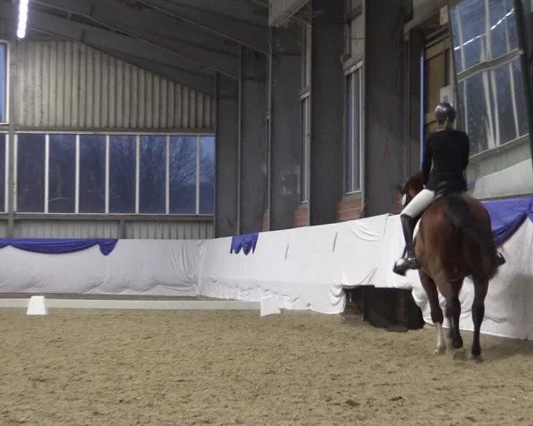 Reitturnier Greven 2018
