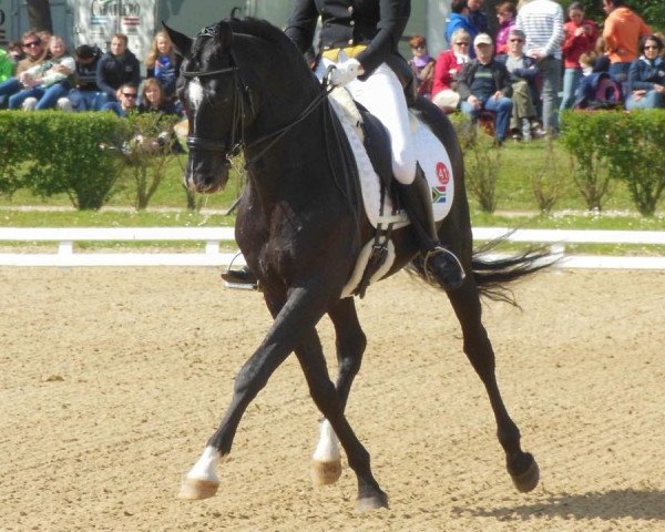 dressage horse Vinducath (KWPN (Royal Dutch Sporthorse), 2002, from Sandro Hit)