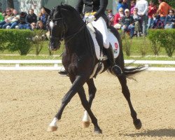 dressage horse Vinducath (KWPN (Royal Dutch Sporthorse), 2002, from Sandro Hit)