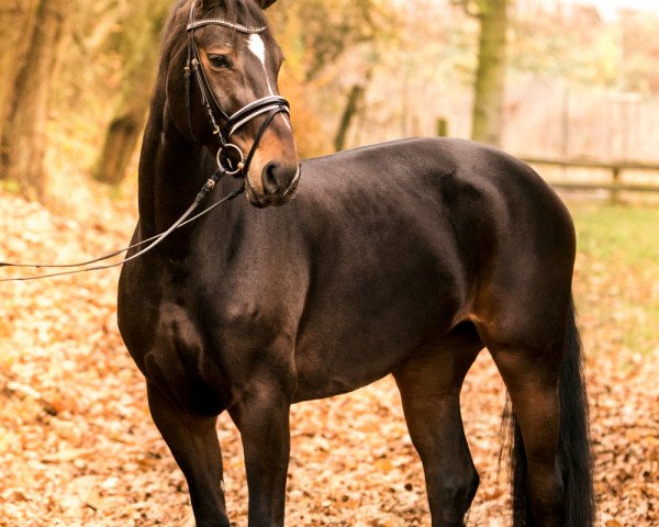 dressage horse Reine de la Nuit (Oldenburg, 2010, from Rigamento OLD)