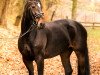 dressage horse Reine de la Nuit (Oldenburg, 2010, from Rigamento OLD)