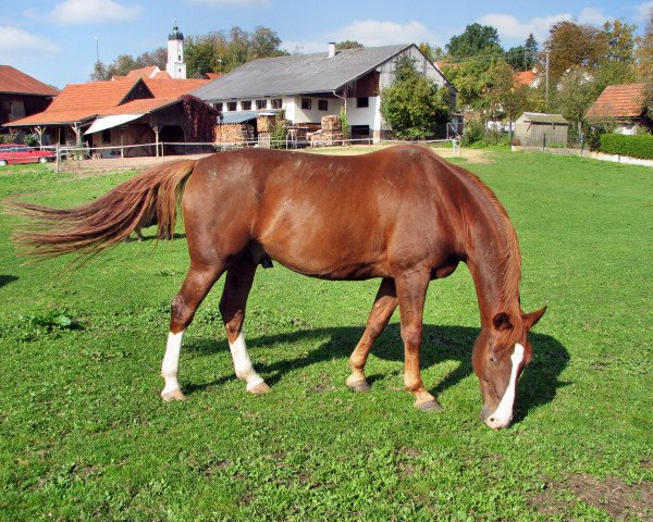 Pferd Priorität 2 (Rheinländer, 1996, von Pacco II)