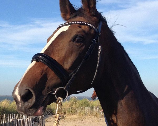 horse Windfee (Oldenburg, 2000, from Weinglanz)