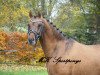 Springpferd Captain Jack (Deutsches Reitpony, 2014, von Kastanienhof Cockney Cracker)