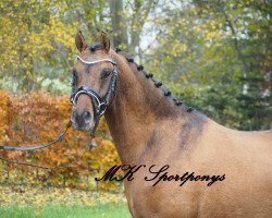 Springpferd Captain Jack (Deutsches Reitpony, 2014, von Kastanienhof Cockney Cracker)