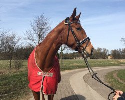 broodmare Obora's Chacco Blue Campari (Westphalian, 2008, from Chacco-Blue)