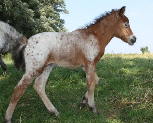 horse Atlanta vom Olendiek (Dt.Part-bred Shetland pony, 2014, from Willow vom Olendiek)