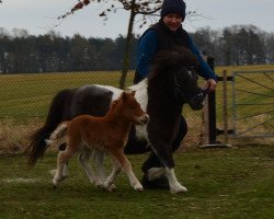 jumper Toktok von Repgow (Shetland pony (under 87 cm), 2018, from Thorax von Repgow)