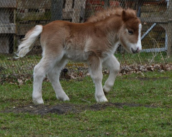 broodmare Thalia von Repgow (Shetland pony (under 87 cm), 2018, from Thorax von Repgow)