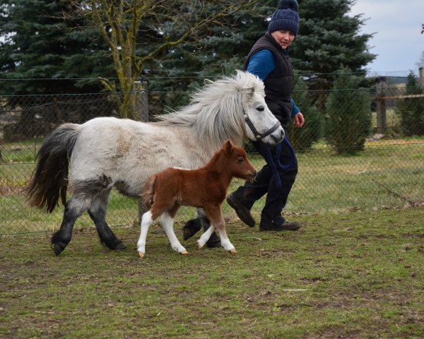 Pferd Horma von Repgow (Shetland Pony (unter 87 cm), 2018, von Meechlands Dragon Fly)