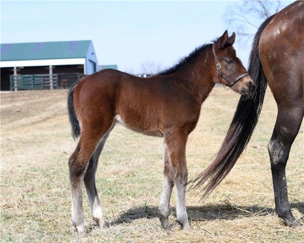 horse Stute von Mshawish xx (Thoroughbred, 2018, from Mshawish xx)