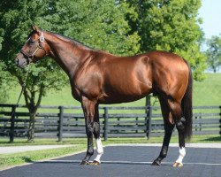 stallion Mshawish xx (Thoroughbred, 2010, from Medaglia d'Oro xx)