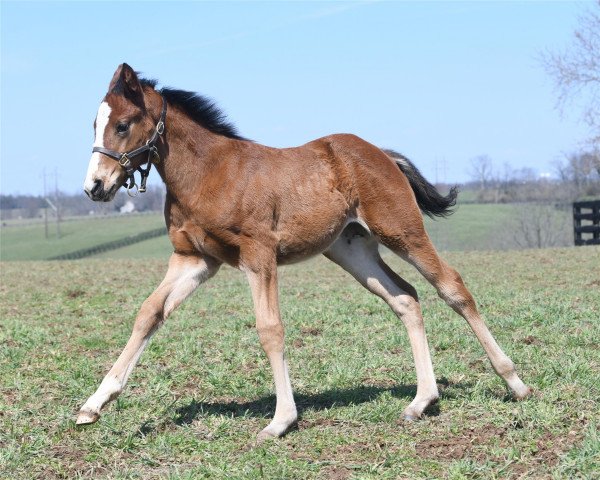 horse Hengst von Mshawish xx (Thoroughbred, 2018, from Mshawish xx)