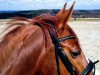 dressage horse Red Moon 2 (Oldenburg, 2005, from Rubicell)