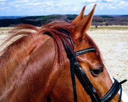 dressage horse Red Moon 2 (Oldenburg, 2005, from Rubicell)