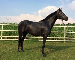 broodmare Topline 2 (Holsteiner, 2013, from Toulon)