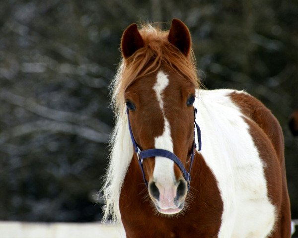 jumper Papillon (German Riding Pony, 2015, from Pares von Lauterbach)