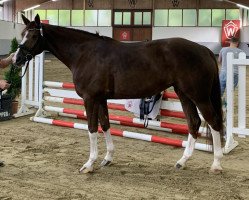 dressage horse Bellabenicia (Westfale, 2017, from Callaho's Benicio)