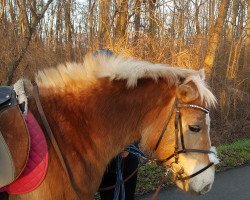 dressage horse Lissy (Haflinger, 2002, from Mozart (7,81% ox))