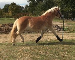 broodmare Urbana (Haflinger, 1994, from liz. 104/T Starobin)