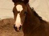 dressage horse Looking Good (Hanoverian, 2018, from Licotus)