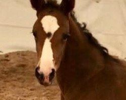 dressage horse Looking Good (Hanoverian, 2018, from Licotus)