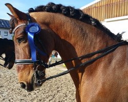 dressage horse Obstinado SCG (Pura Raza Espanola (PRE), 2008, from Jeque XX)