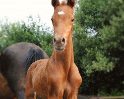 Dressurpferd Lenn J (KWPN (Niederländisches Warmblut), 2016, von Glock's Johnson Tn)