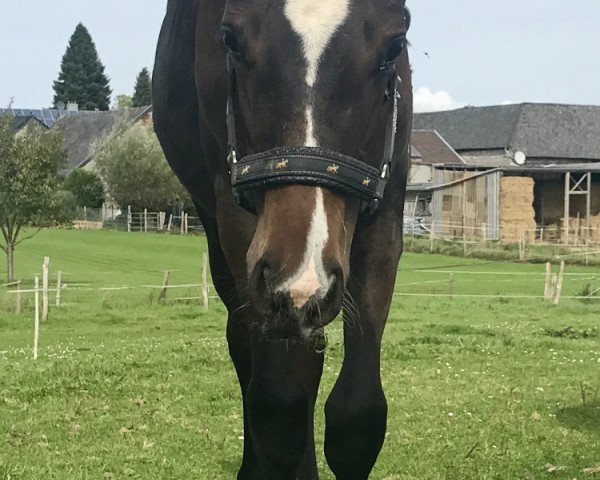 dressage horse Eine Ehre (Hanoverian, 2017, from Ehrenpreis)