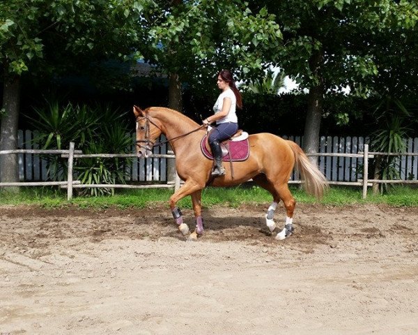 broodmare Bersabea Del Sasso (Sella Italiano, 2001, from Gratianus)