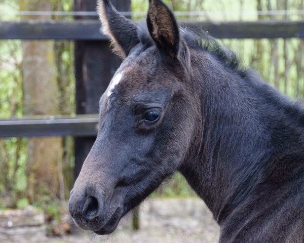 jumper Marty Mcfly Fs (KWPN (Royal Dutch Sporthorse), 2017, from Cicero Z van Paemel)