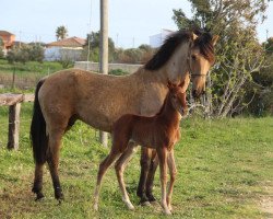 broodmare Princesa de Finca Barroco (Pura Raza Espanola (PRE), 2018)