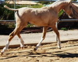 horse Balina. (Lusitano, 2017)