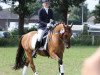 dressage horse Dynamite Sunshine (German Riding Pony, 2011, from FS Don't Worry)