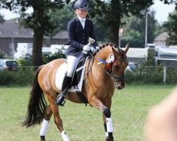 Dressurpferd Dynamite Sunshine (Deutsches Reitpony, 2011, von FS Don't Worry)