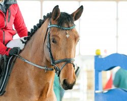 jumper Chanel 466 (German Sport Horse, 2012, from Criffindor)