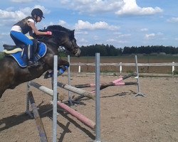 dressage horse Latino 339 (Pony without race description, 2005)