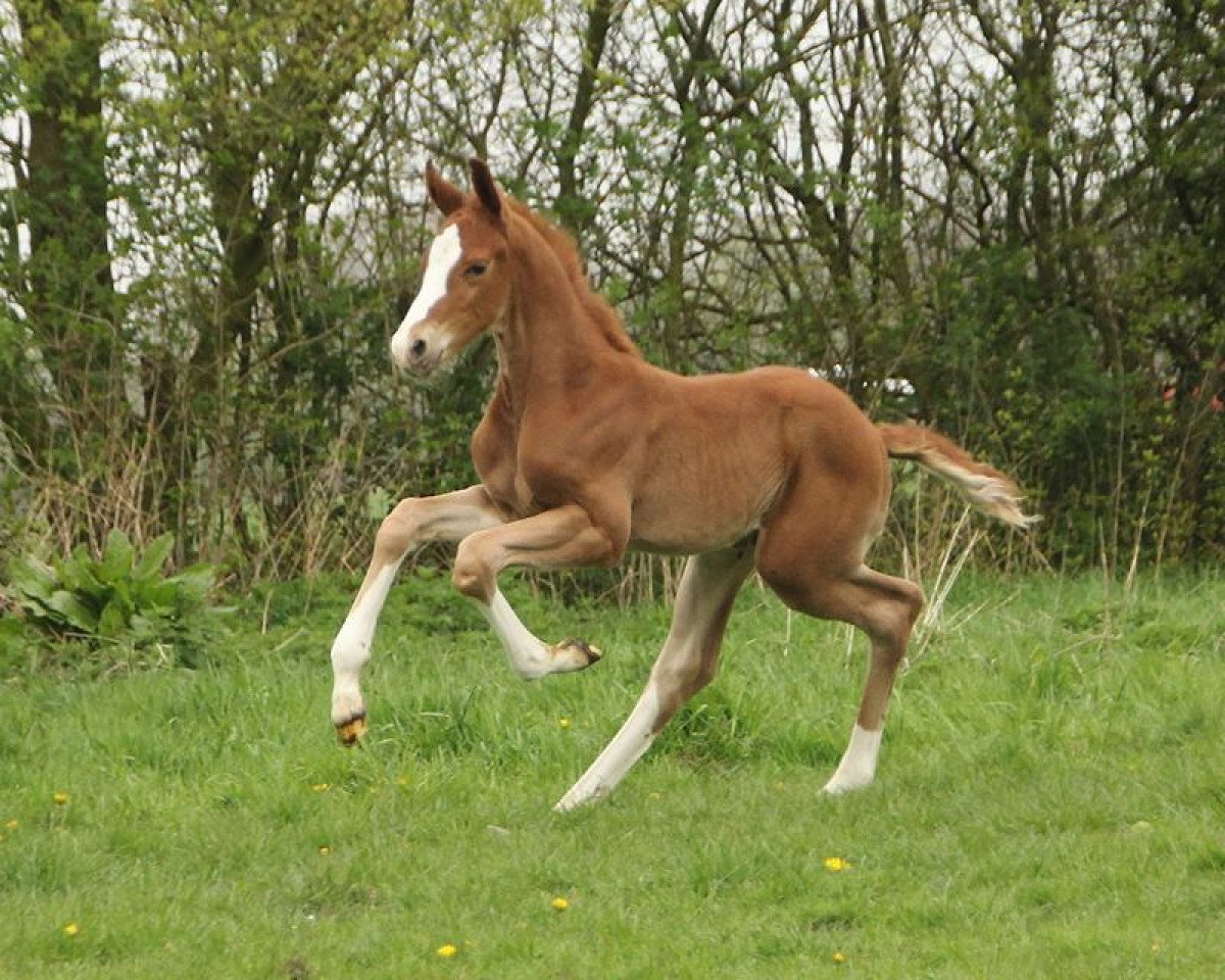 dressage horse Designed by Delorean (Hanoverian, 2017, from DeLorean)