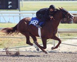 Pferd Hengst von Will Take Charge xx (Englisches Vollblut, 2016, von Will Take Charge xx)