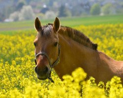 dressage horse Snoopy S (unknown, 1990)