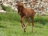 dressage horse Likedeeler (Rhinelander, 2015, from Expression)