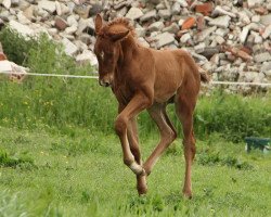 dressage horse Likedeeler (Rhinelander, 2015, from Expression)