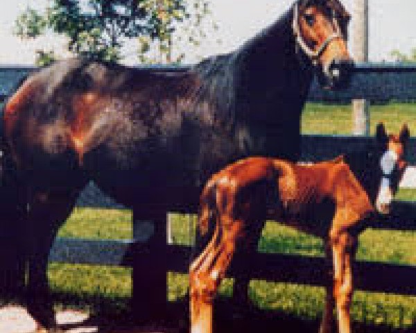 broodmare No Class xx (Thoroughbred, 1974, from Nodouble xx)
