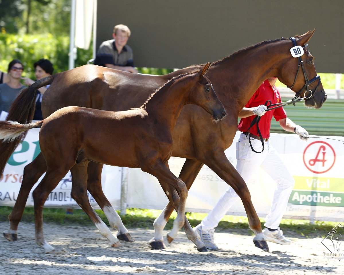 broodmare Cara (Oldenburg, 2011, from Fürst Romancier)