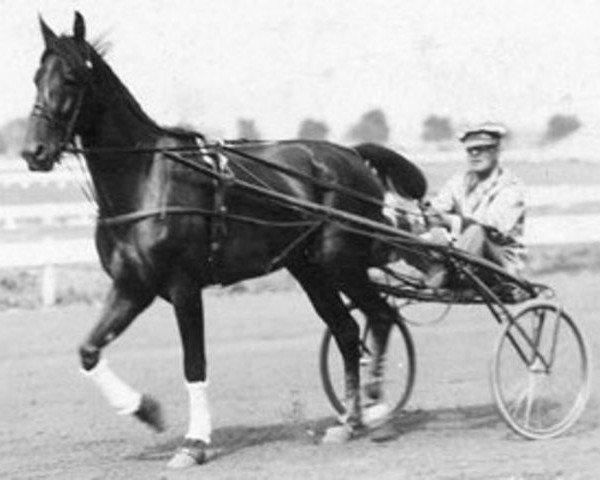 stallion Sam Williams (US) (American Trotter, 1922, from Peter Scott US-64391)