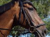 dressage horse Farrejano (Hanoverian, 2000, from Ferragamo)