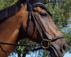 dressage horse Farrejano (Hanoverian, 2000, from Ferragamo)