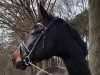 dressage horse Shogetto (Hanoverian, 2011, from San Amour I)