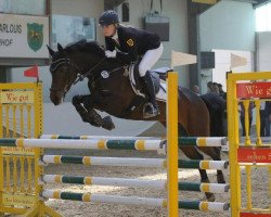 jumper Dorina 964 (German Riding Pony, 2005, from Dirigent)