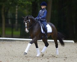 dressage horse Hancock 11 (German Riding Pony, 2009, from Herzensdieb)